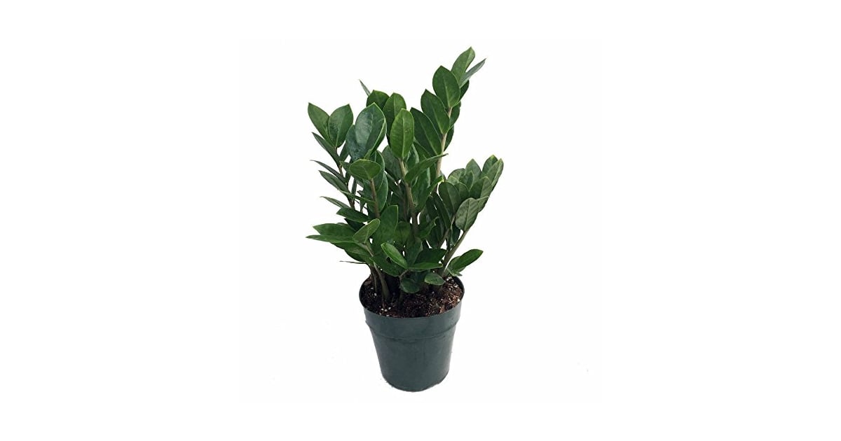 ZZ Plant Indoor Plants For Air Quality on Amazon POPSUGAR Home Photo 5