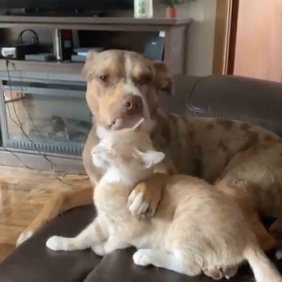 Funny dog and cat videos 2019 hot sale