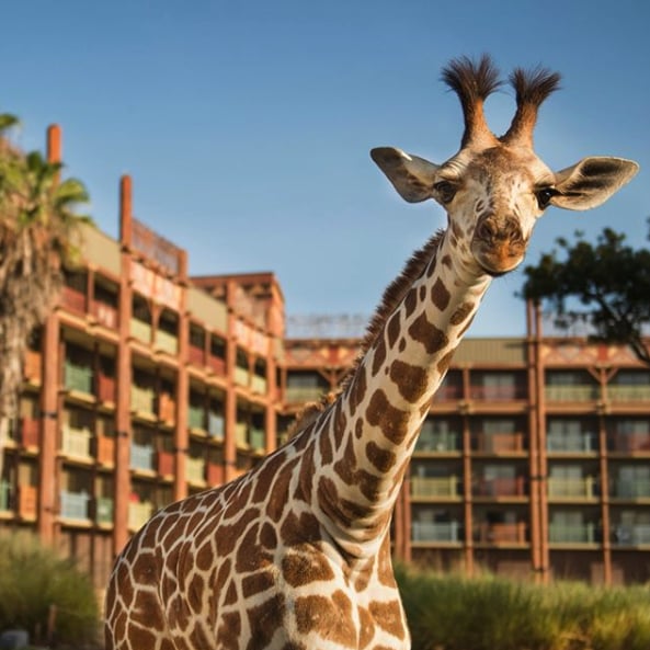 Animal Kingdom Popsugar Love Sex