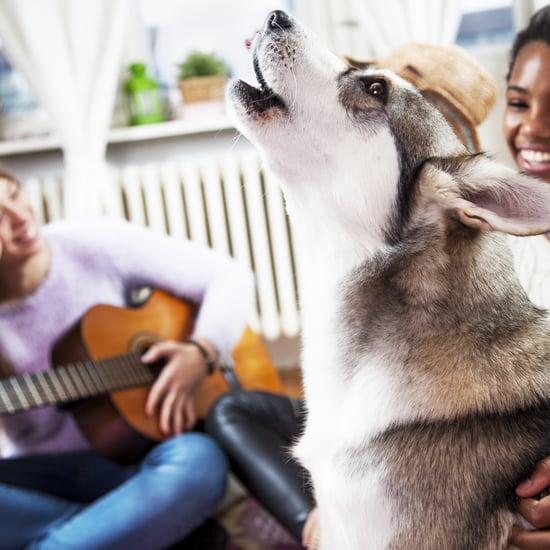 Why Do Dogs Sing? Two Vets Explain