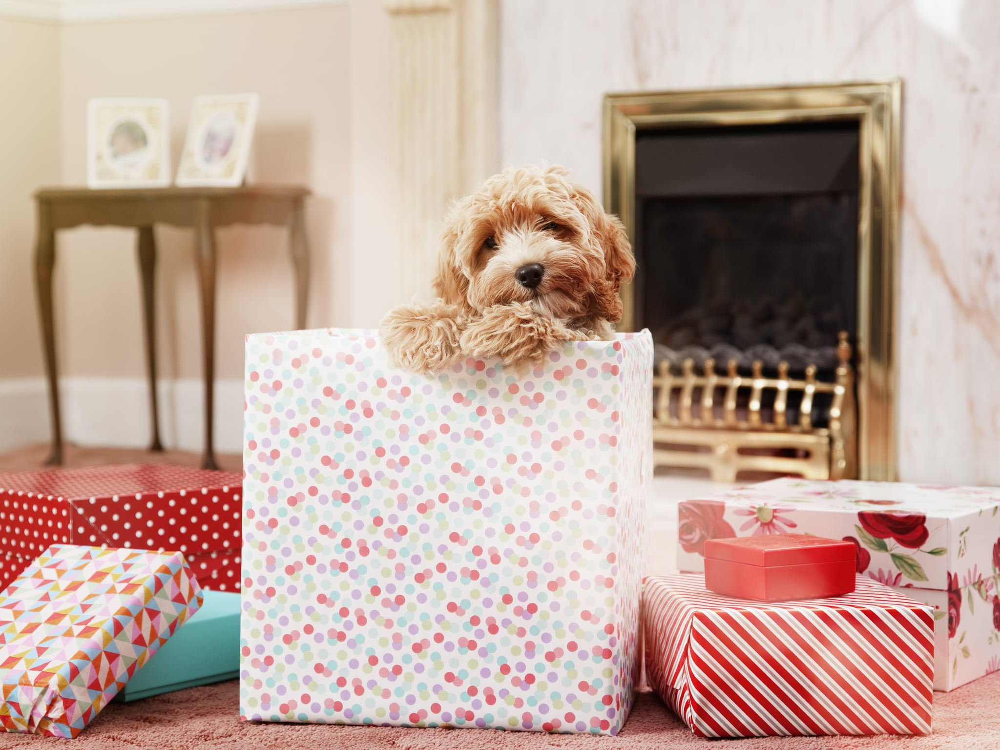 Puppy christmas box clearance