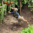 Why Peter Rabbit Is Facing Criticism For Its Treatment of Food Allergies