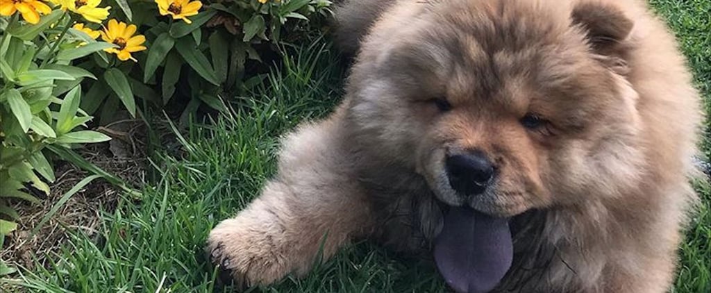 Cutest Pictures of Mishka the Chow Chow