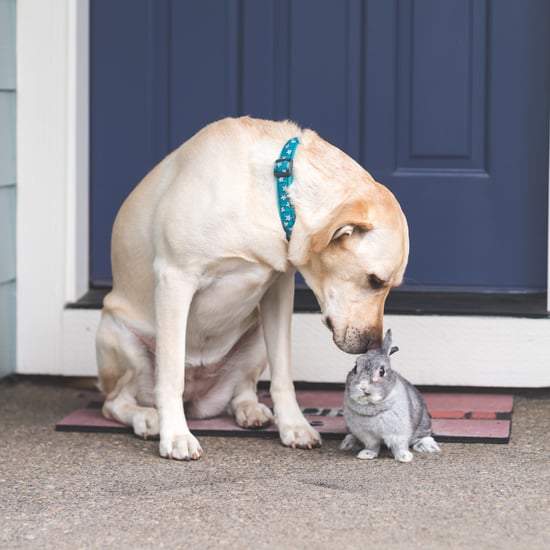 The 9 Small Pets That Are Good to Have With Dogs