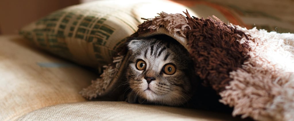 How to Introduce a Kitten to Your Cat