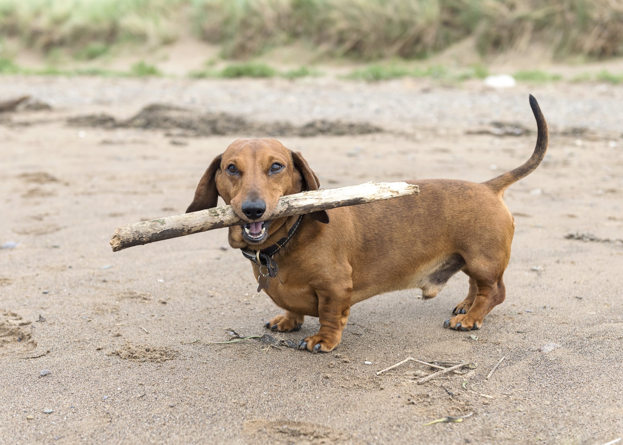 Cutest Dachshund Photos Popsugar Pets