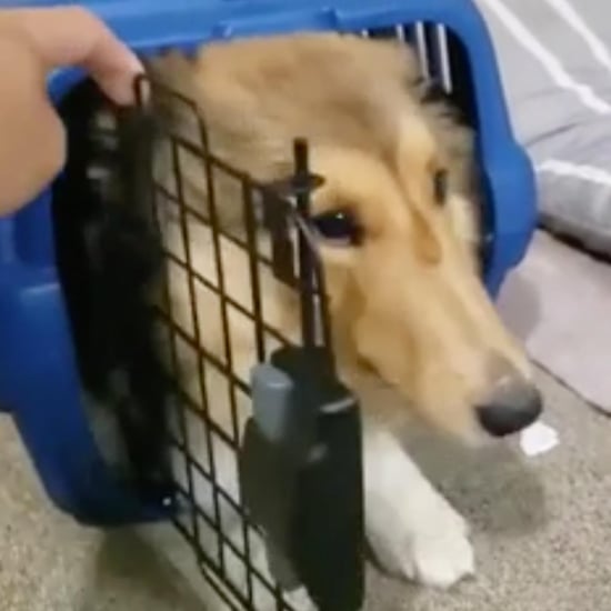 Watch This Hilarious Dog Squeeze Herself Into a Tiny Crate