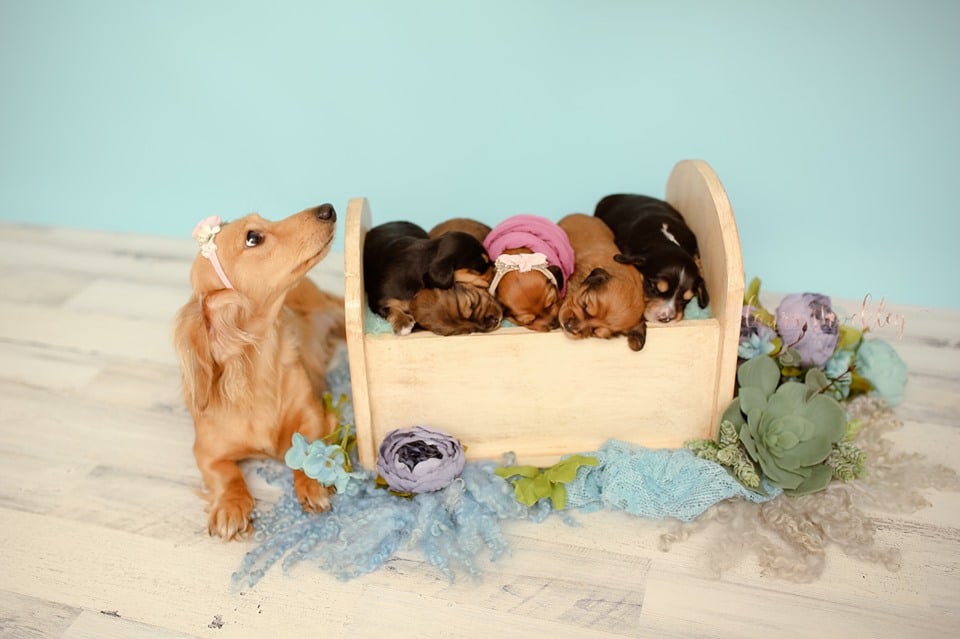 Adorable Dachshund Newborn Photo Shoot | Laura Shockley