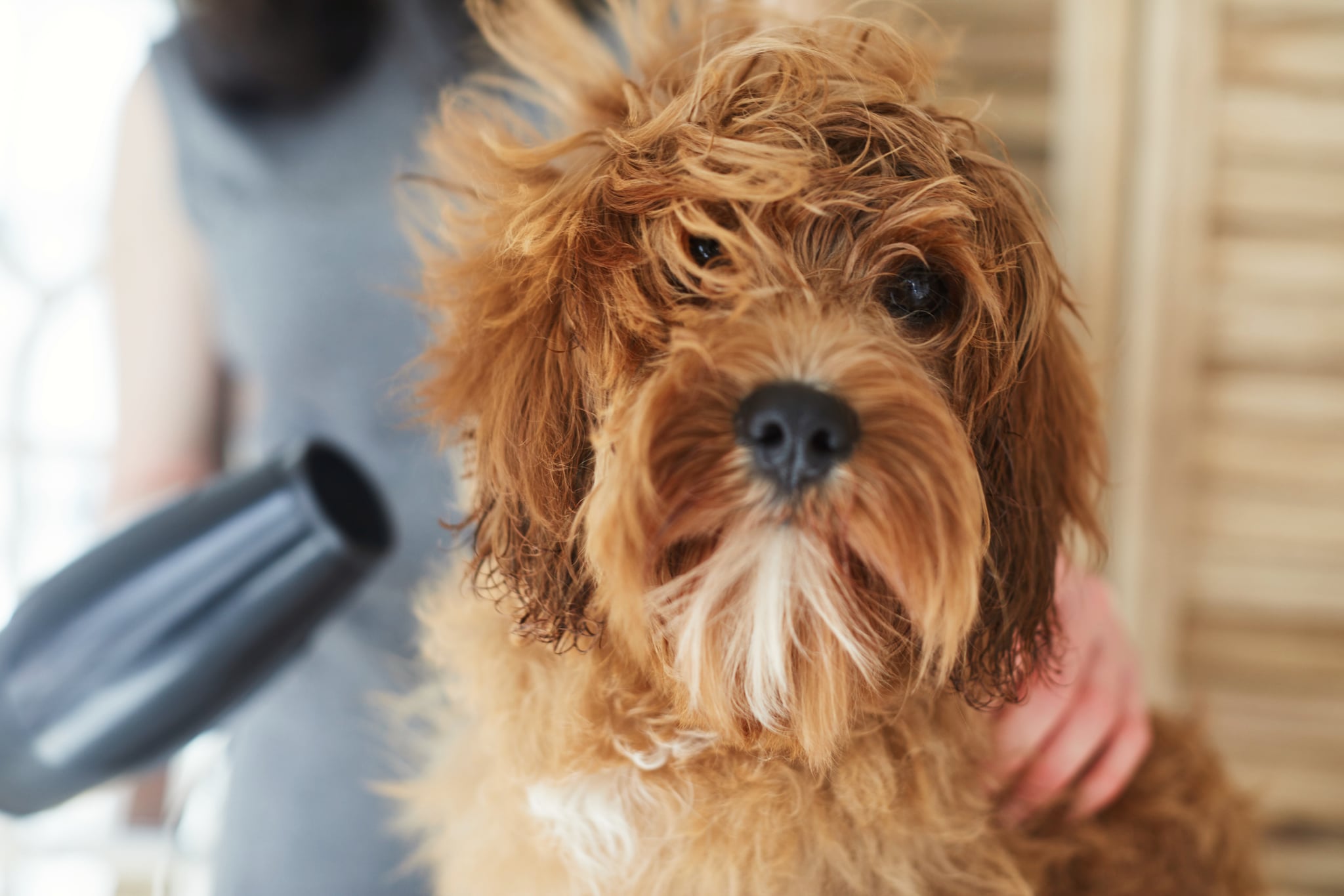 Woman drying her pet dog with a hairdryer