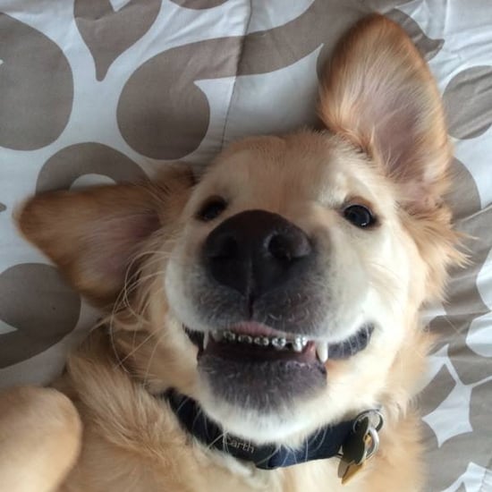 Puppy Gets Braces
