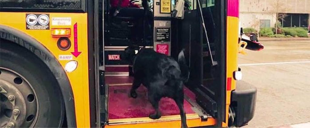 Please Meet Eclipse, the Black Lab Who Takes Herself to the Dog Park Every Day