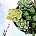 Faux Succulents on Amazon