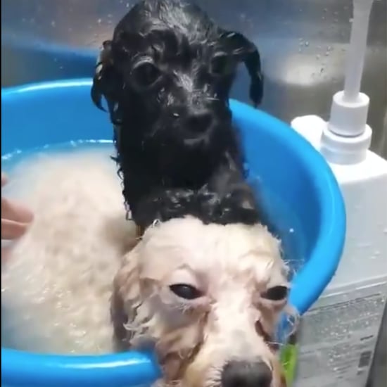 Video of a Dog Getting a Head Rub From His Friend