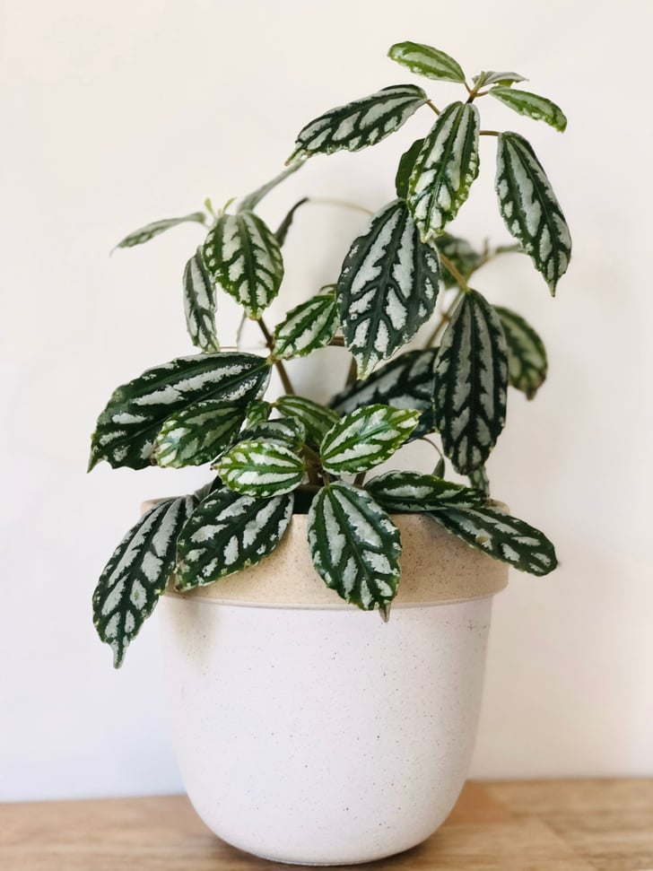 Aluminum Plant Best PetFriendly Houseplants POPSUGAR Home Photo 7