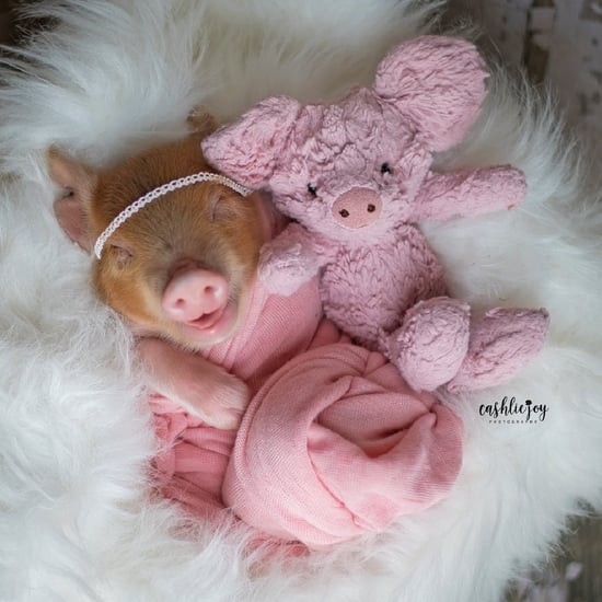 Adorable Newborn Piglet Photo Shoot Pictures