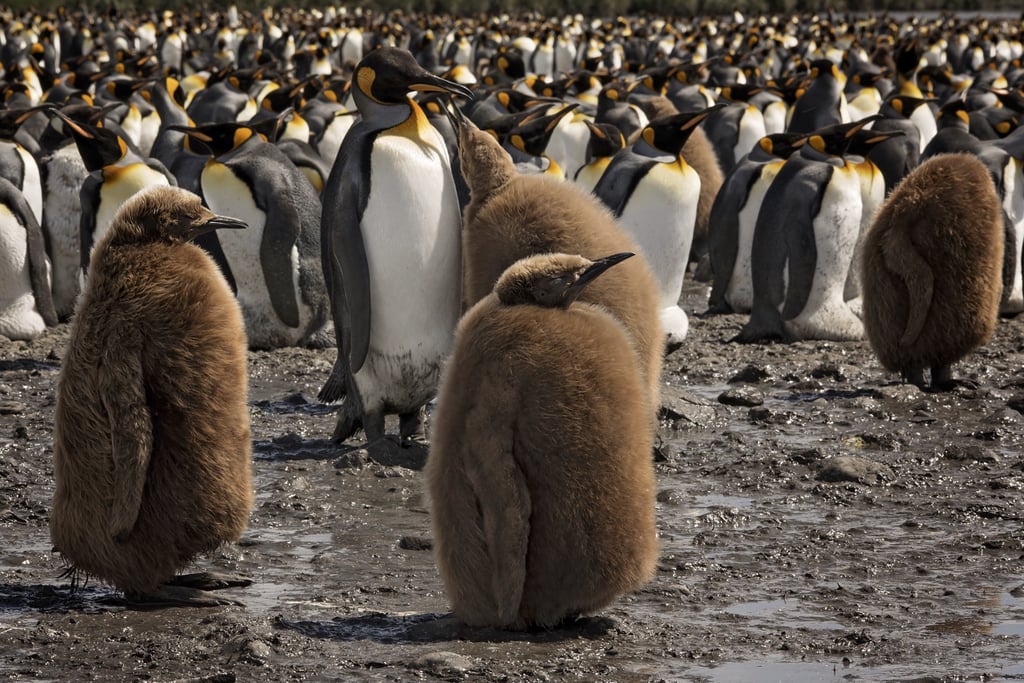 Antarctica King Penguins