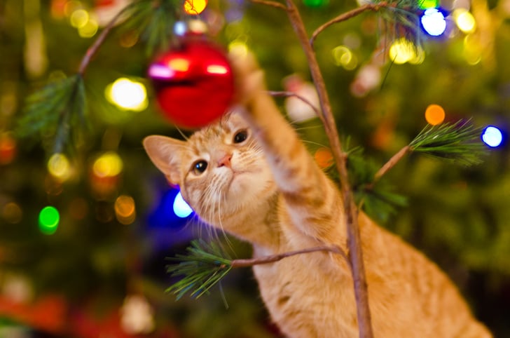 Holiday Pet Gift Tuxedo Shorthair Cat Santa Porcelain Christmas Tree Ornament 