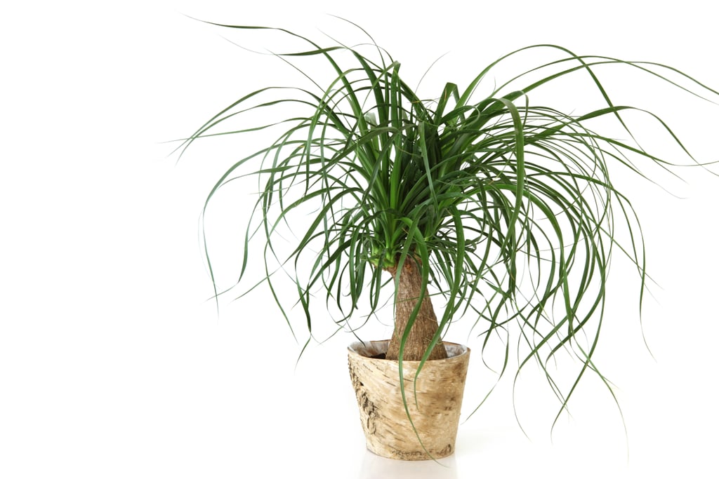 Best Feng Shui Houseplant For Leo: Ponytail Palm