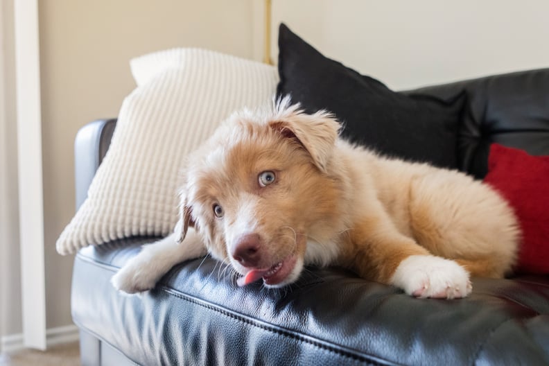 Why Do Dogs Lick Furniture? POPSUGAR Pets