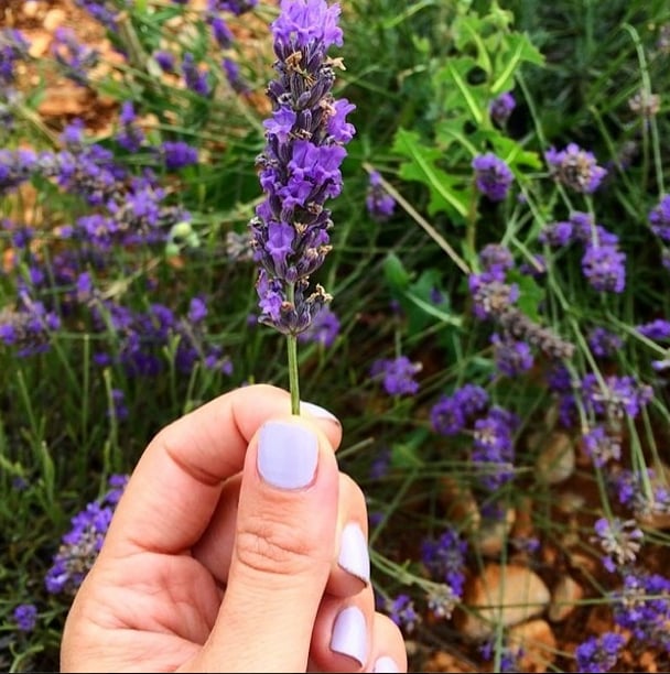 The Lavender Up Close