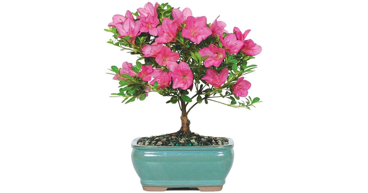 Brussel's Bonsai Live Satsuki Azalea Bonsai Tree Bestselling Live