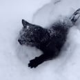 This Black Cat Loves Snow So Much, You Can Feel Its Joy