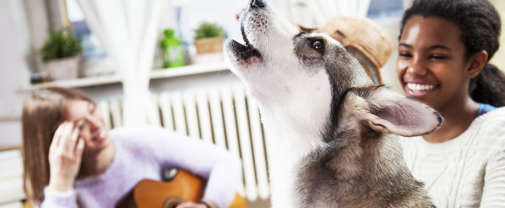 为什么狗唱歌吗?2兽医解释