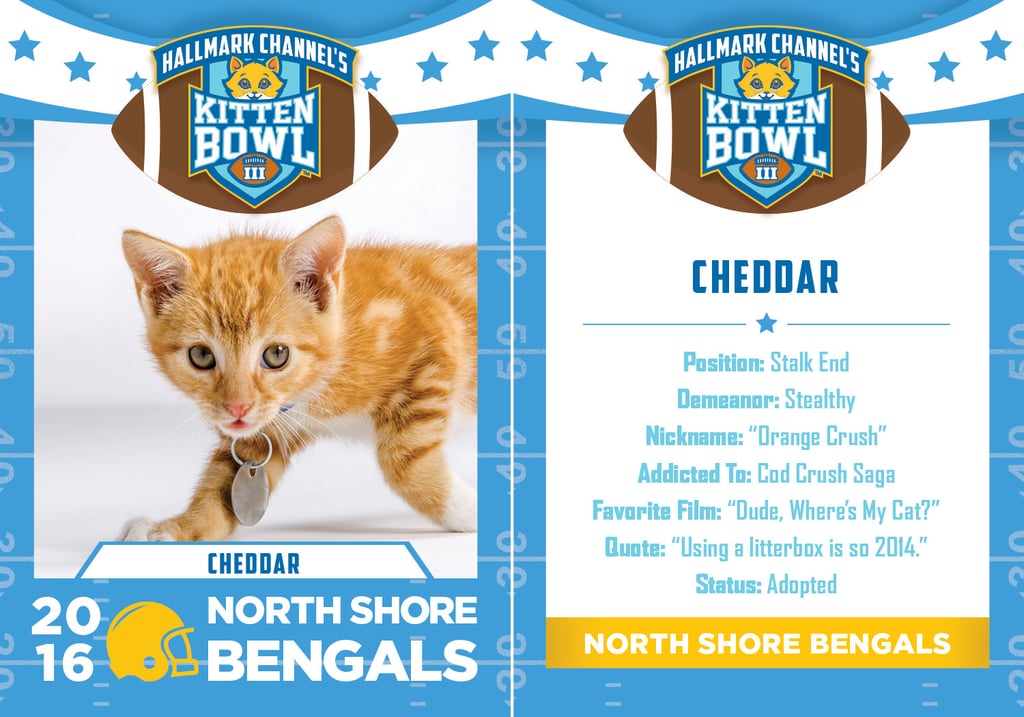 Kitten Bowl 2016 | POPSUGAR Pets Photo 35
