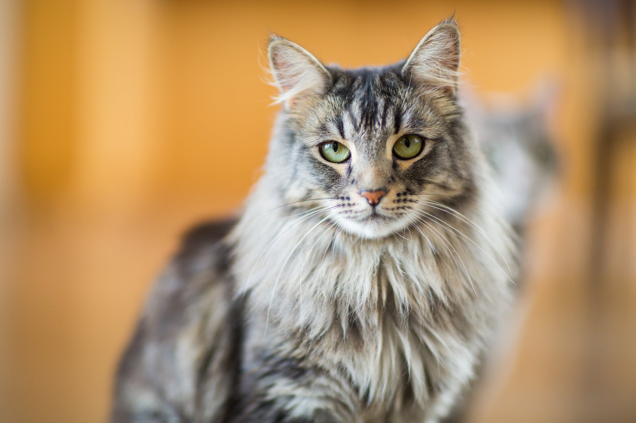 Which Cat Breed Are You By Zodiac Sign Popsugar Pets