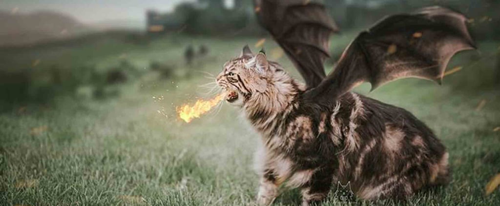 Game of Thrones Cats
