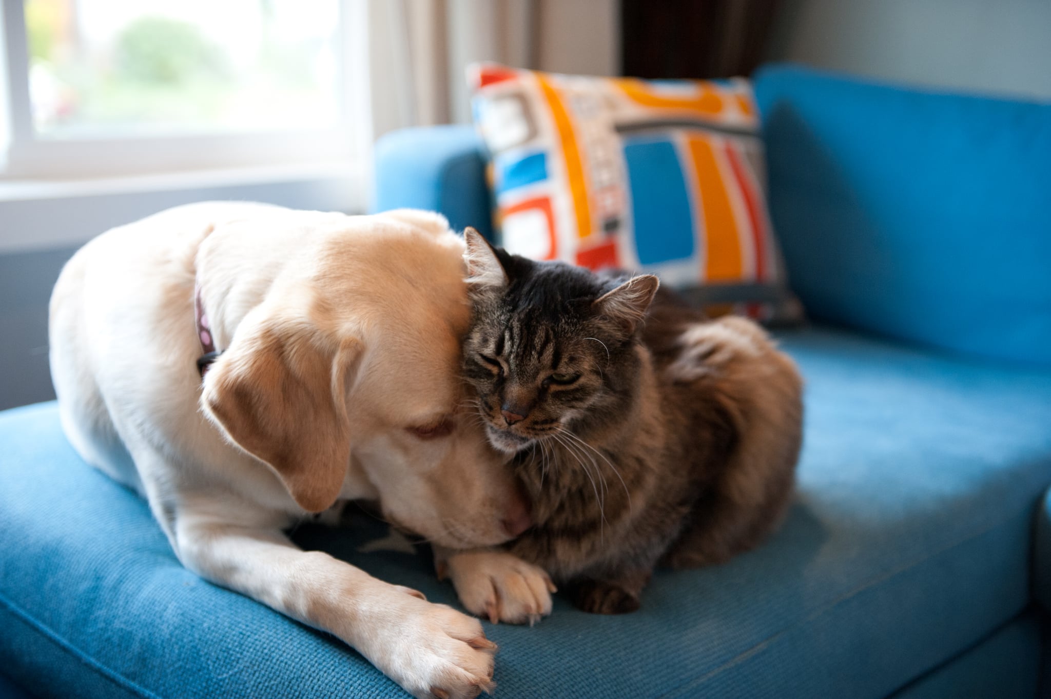 Yellow Labrador retriever and Maine coon cat cuddling together on a blue couch.