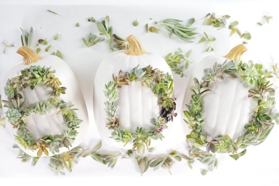 Succulents