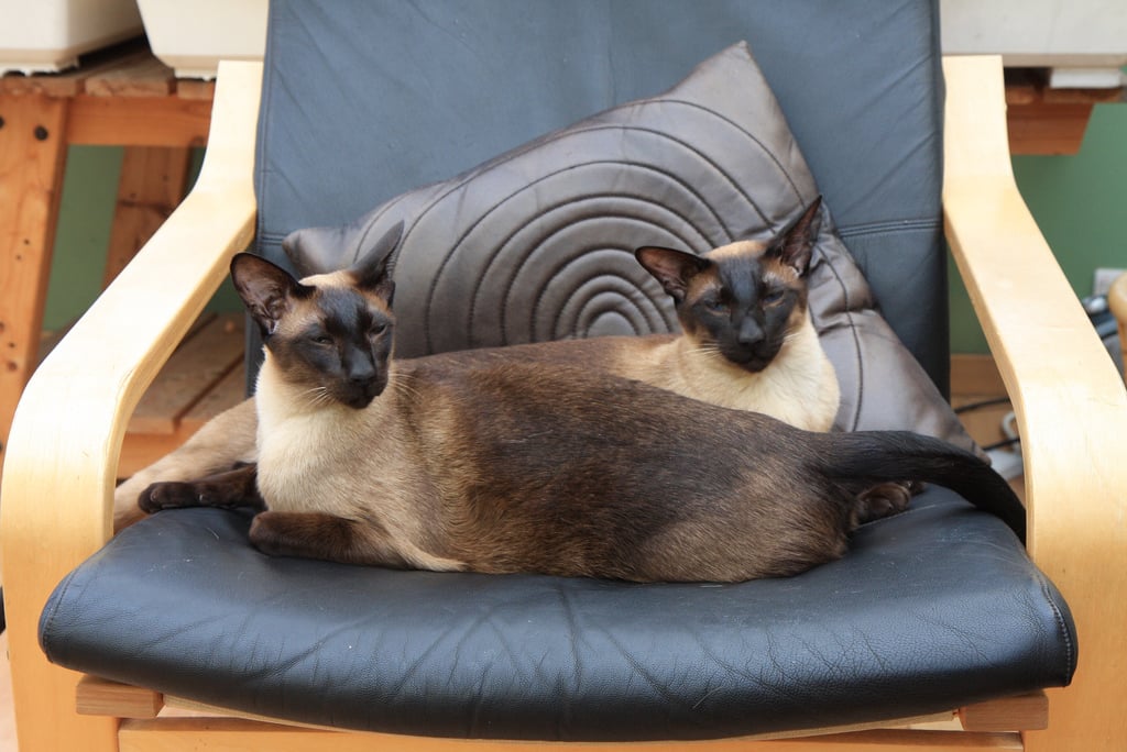 Along with different coat colors, Siamese cats have varying body types. A Traditional Siamese cat, also referred to as an Applehead, has a round apple-shaped head and is the largest of Siamese cats. Classic Siamese cats are slightly smaller in size and have a triangular face. The Modern, or Wedgehead, is a genetically engineered blend of a Traditional and Classic Siamese. Characteristics include large pointed ears, long noses, and slender bodies.
Source: Flickr user cookipediachef