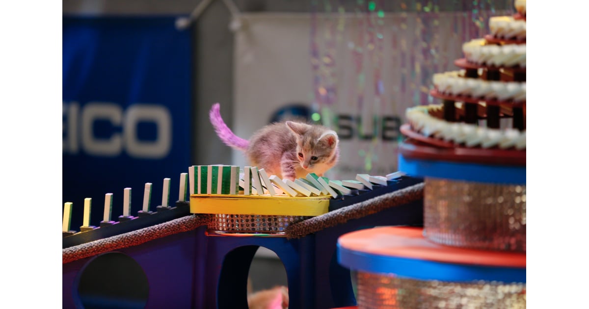 Kitten Halftime Show Puppy Bowl X Highlights POPSUGAR Pets Photo 4