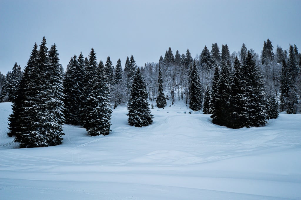 Holiday Zoom Background: Snow-Covered Trees