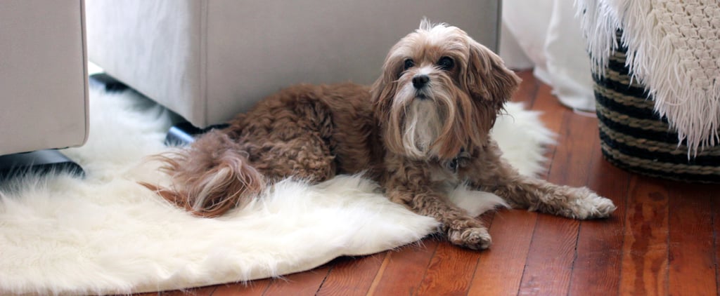Mother's Day Gifts For Dog Moms