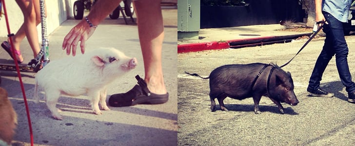 Pigs on Leashes