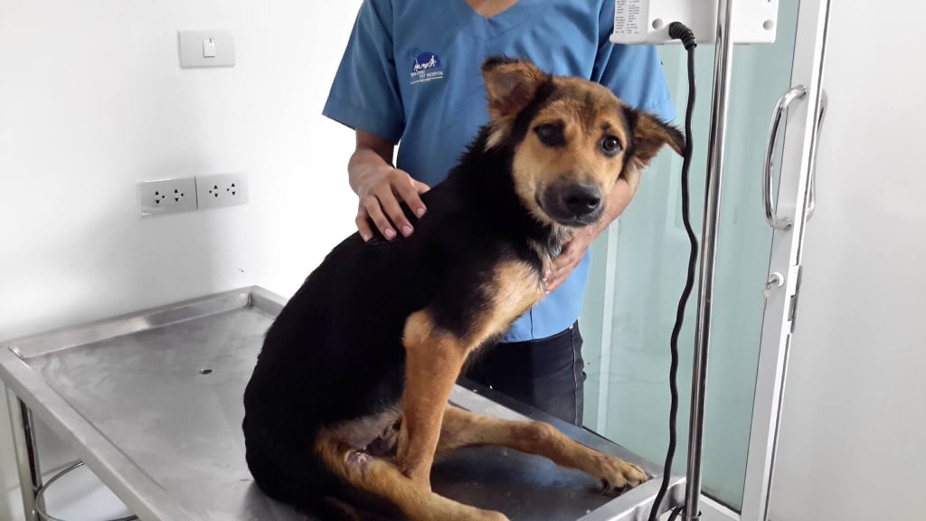 Meagan wanted to keep him but couldn't afford the high cost of his special needs and couldn't find any rescue group in Thailand that would keep him. So she turned to the Internet and started a Go Fund Me page to at least get him to Canada.