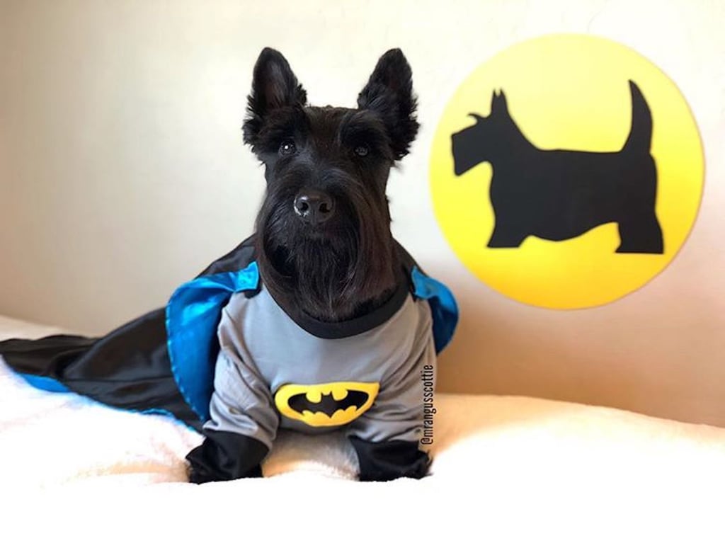 Angus the Scottish Terrier in Costumes POPSUGAR UK Pets