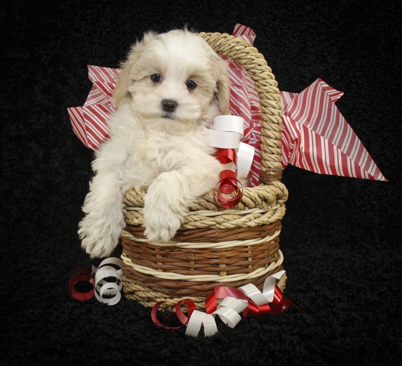 A Basket Full of Love