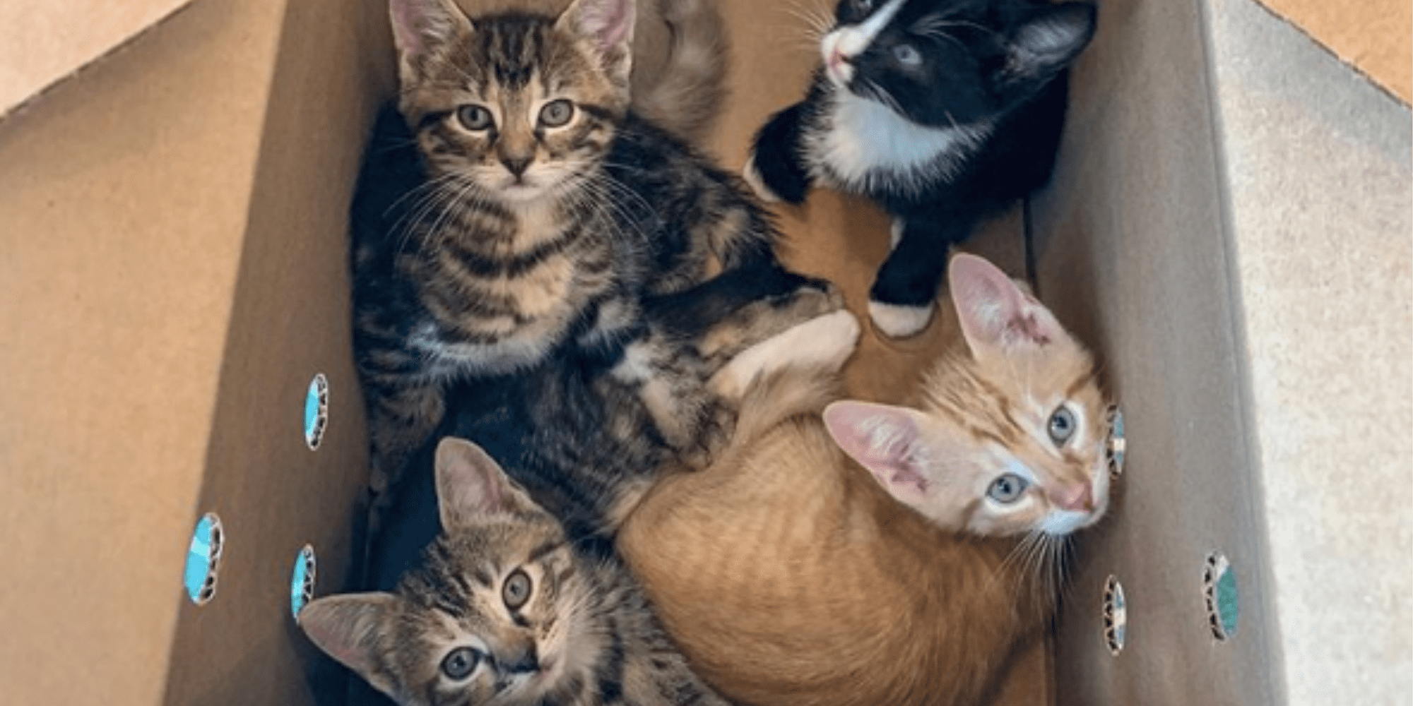 Photos of Rescue Kittens | PS Pets