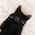 25 Not-So-Scary Black Cats, Because They Need Love, Too
