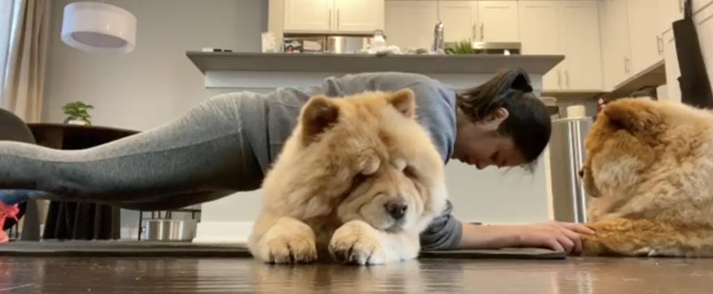 Watch These Chow Chows Help Their Owner Work Out
