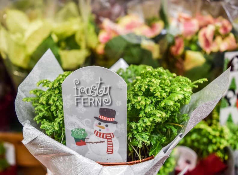 Trader Joe's Frosty Fern