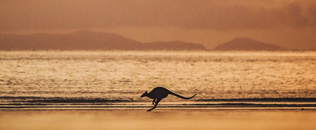 Photo of Kangaroo in Australia