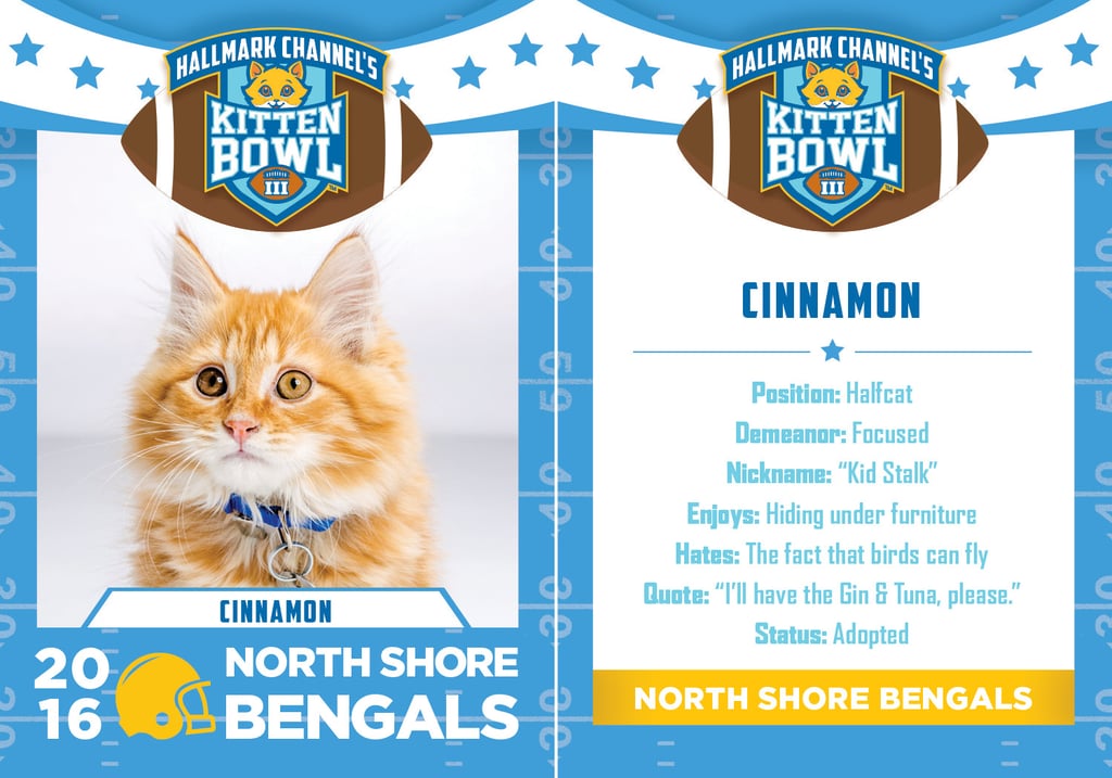 Kitten Bowl 2016