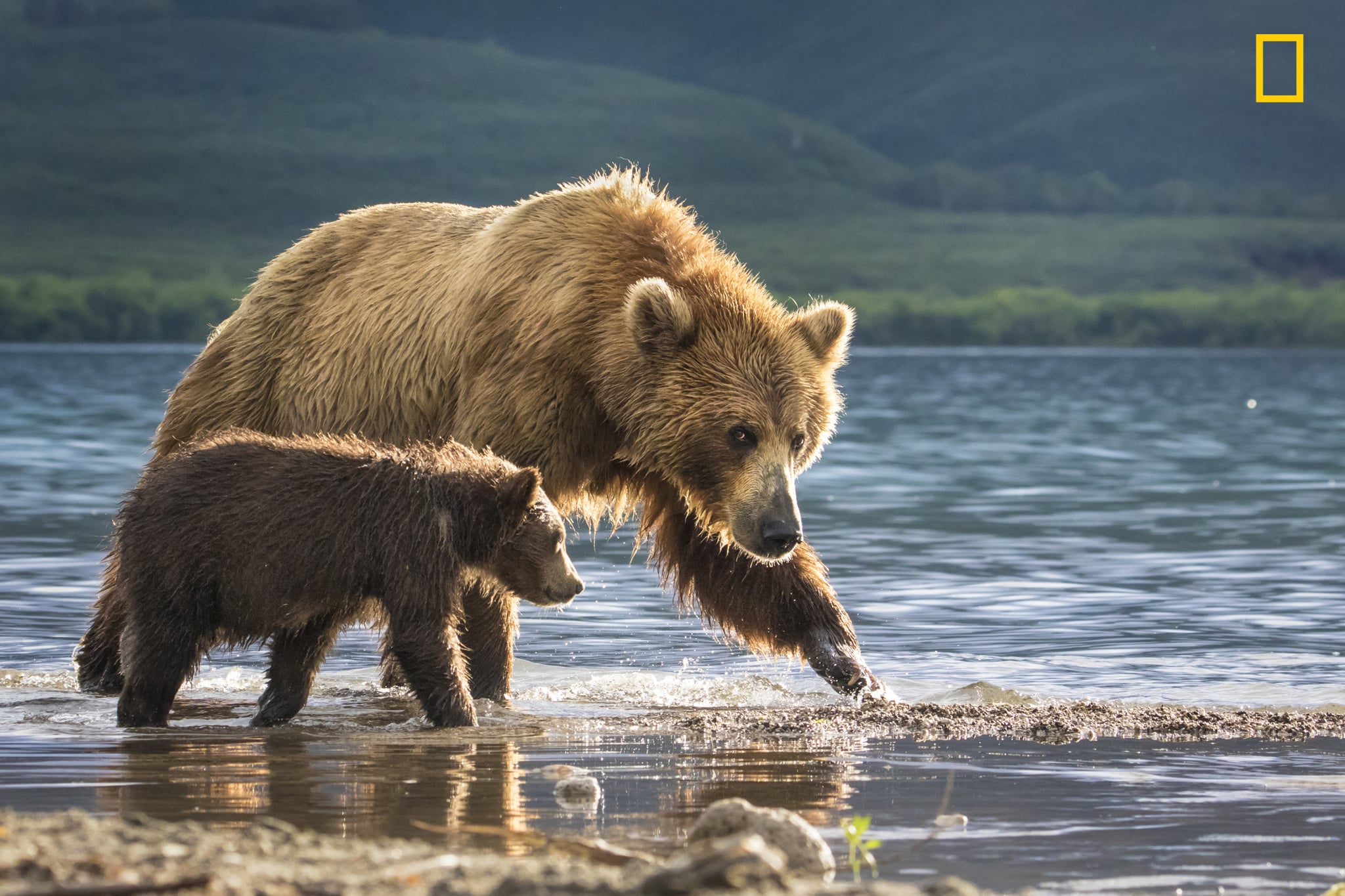 A Mother Bear And A Cub 15 Stunning Photographs For This Year S Nat Geo Nature Photo Contest Popsugar News Photo 6