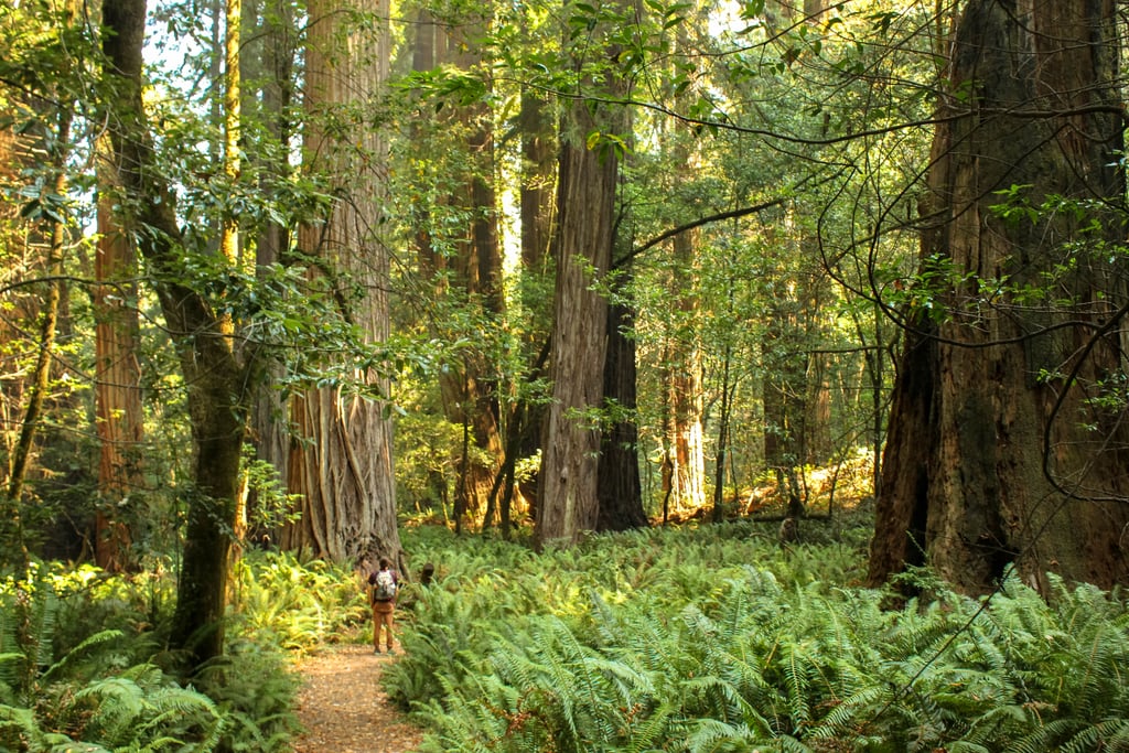 As hard as it might be to believe, the dark-trunked monster redwoods aren't the only things that give this narrow trail a unique reserved magnificence. Be prepared to feast your eyes on even more beauty with the countless clusters of five-foot-tall ferns. There's no question that these protruding plants — along with the surrounding verdant landscape — will leave you wondering if you've just stepped foot into a fascinating fairy tale.