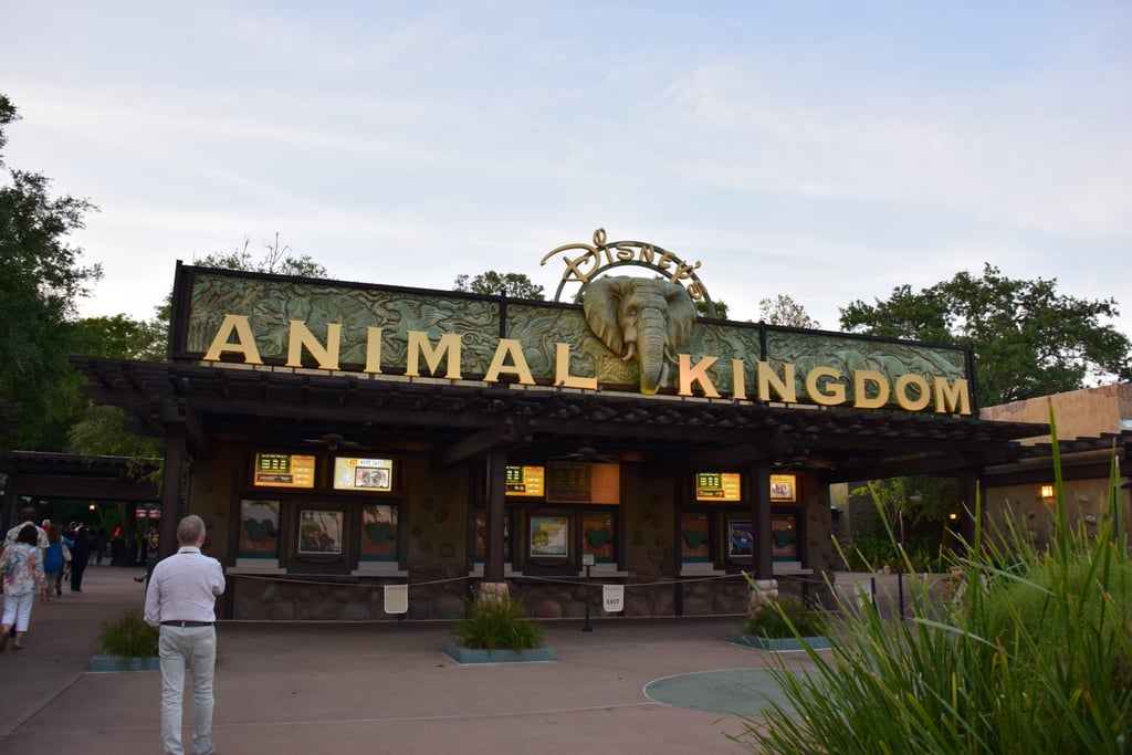 Visiting Animal Kingdom at Night