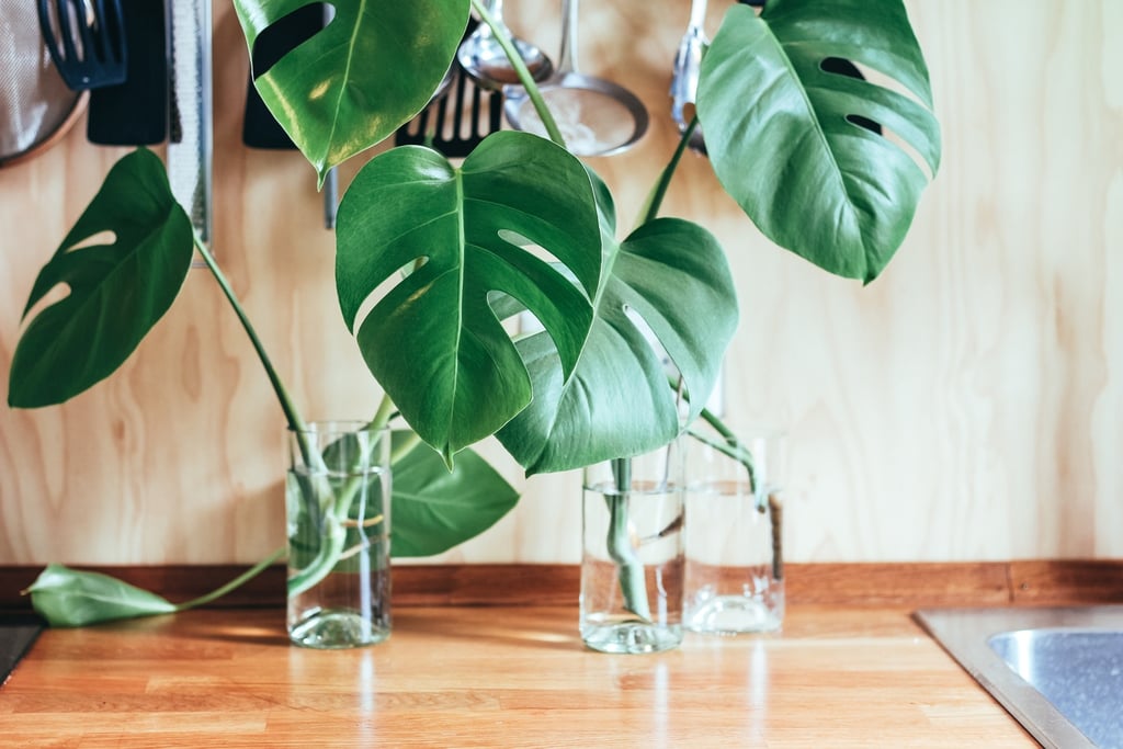 Monstera Plant Care Tips POPSUGAR Home
